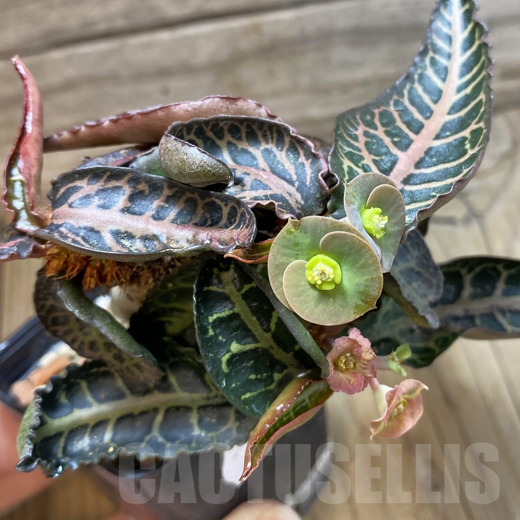 SH18898 Euphorbia francoisii hybrid - Image 2