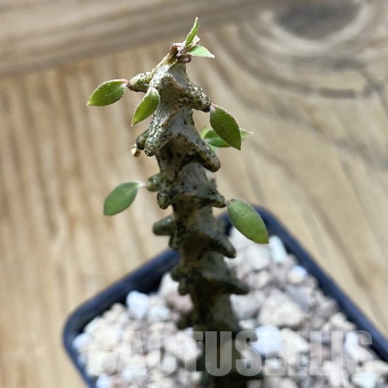 SH18899 Ceropegia armandii