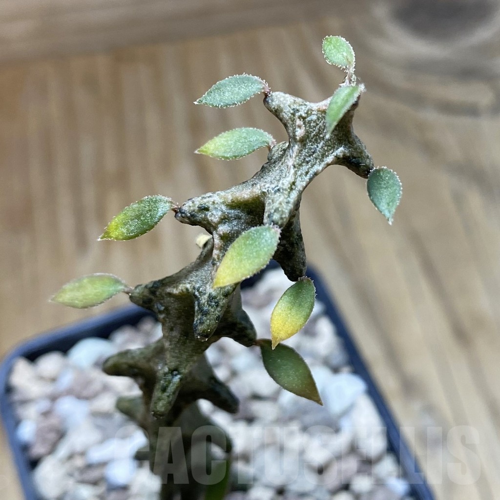 SH18900 Ceropegia armandii