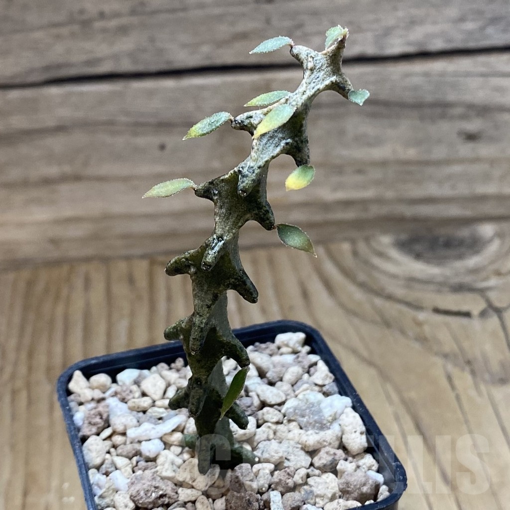 SH18900 Ceropegia armandii - immagine 2