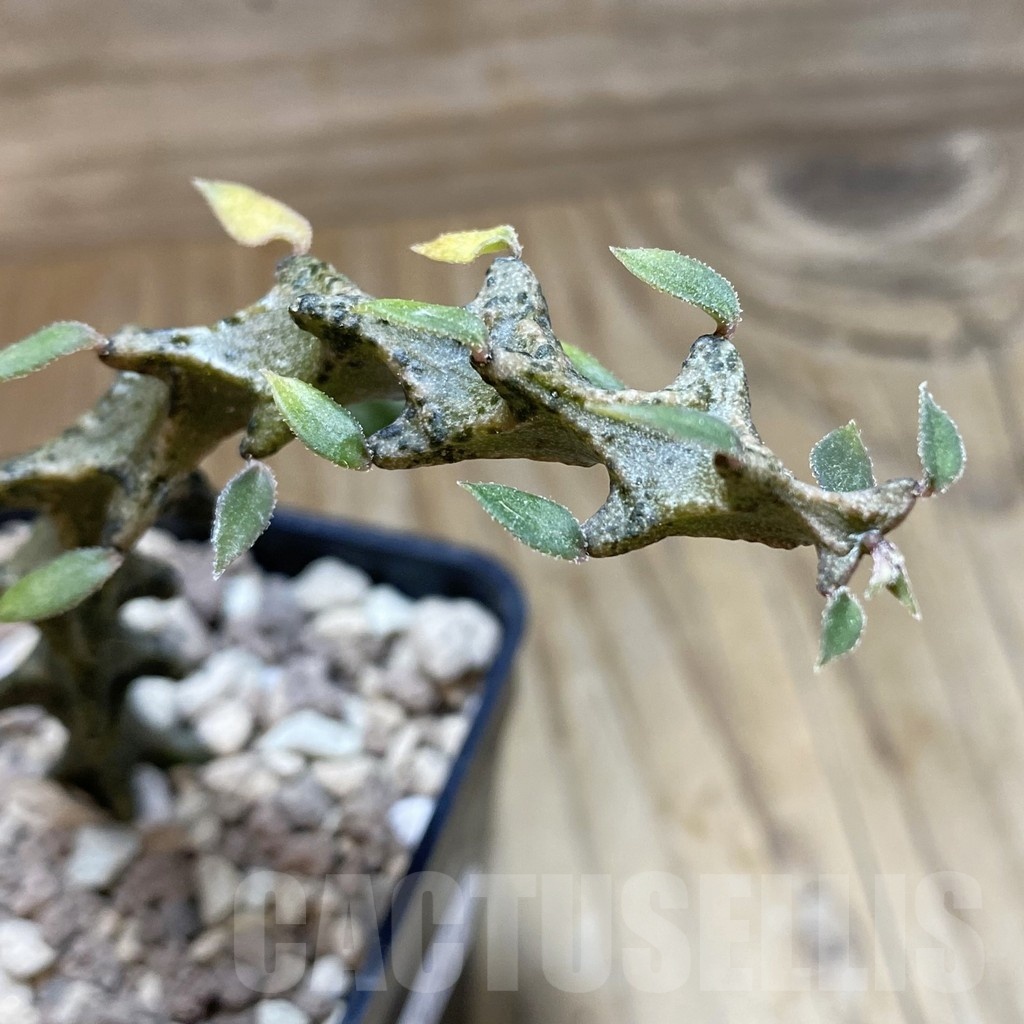 SH18901 Ceropegia armandii