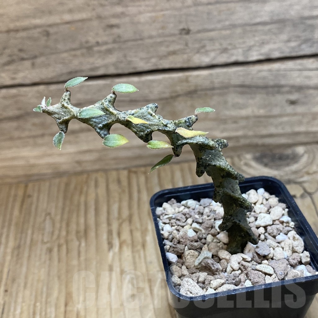 SH18901 Ceropegia armandii - immagine 2