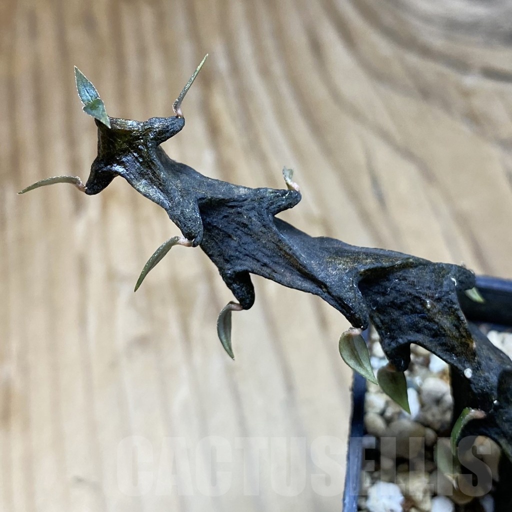 SH18902 Ceropegia bosseri