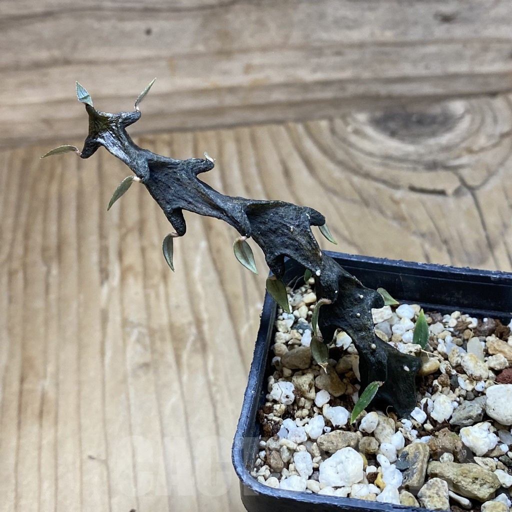 SH18902 Ceropegia bosseri - immagine 2