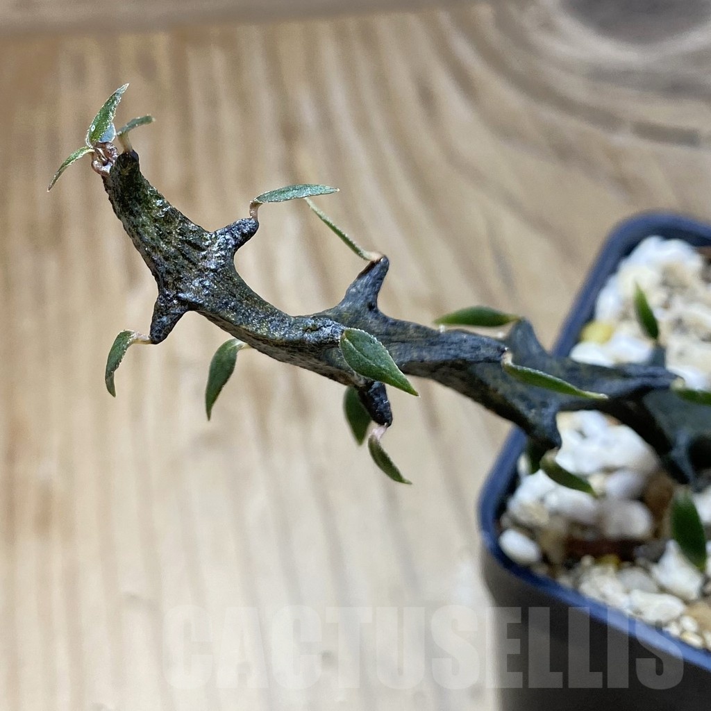 SH18903 Ceropegia bosseri