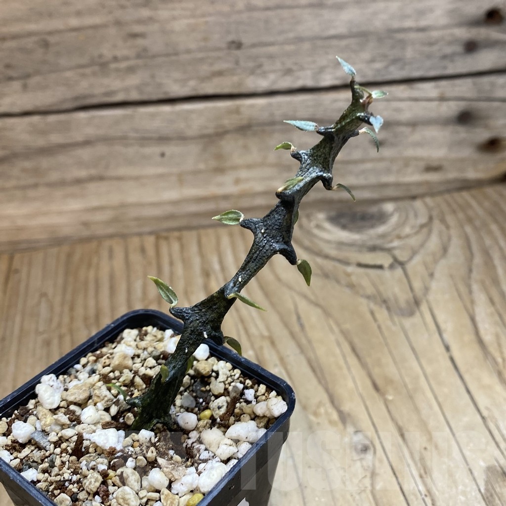 SH18903 Ceropegia bosseri - Obrázek 2