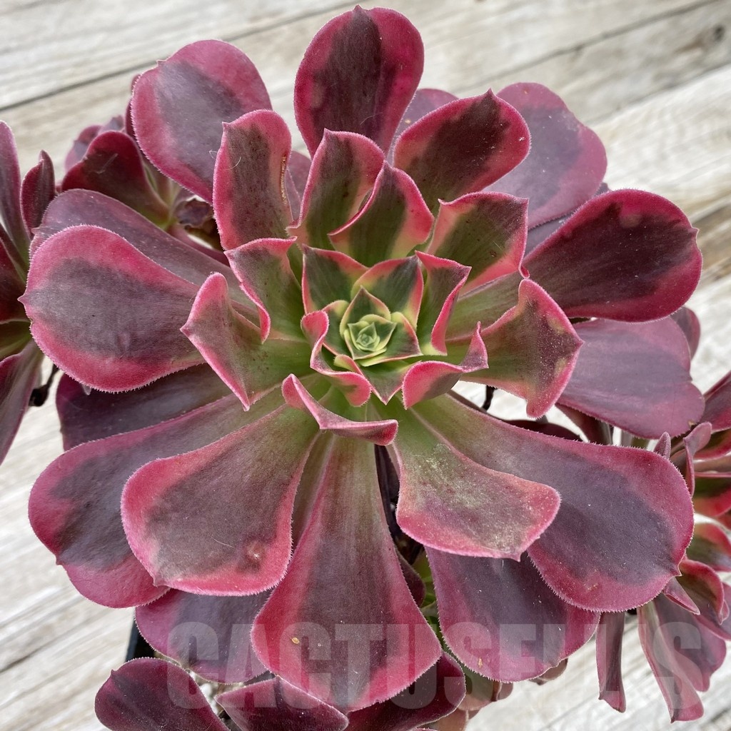 SH19038 Aeonium ‘Red/Pink Witch’