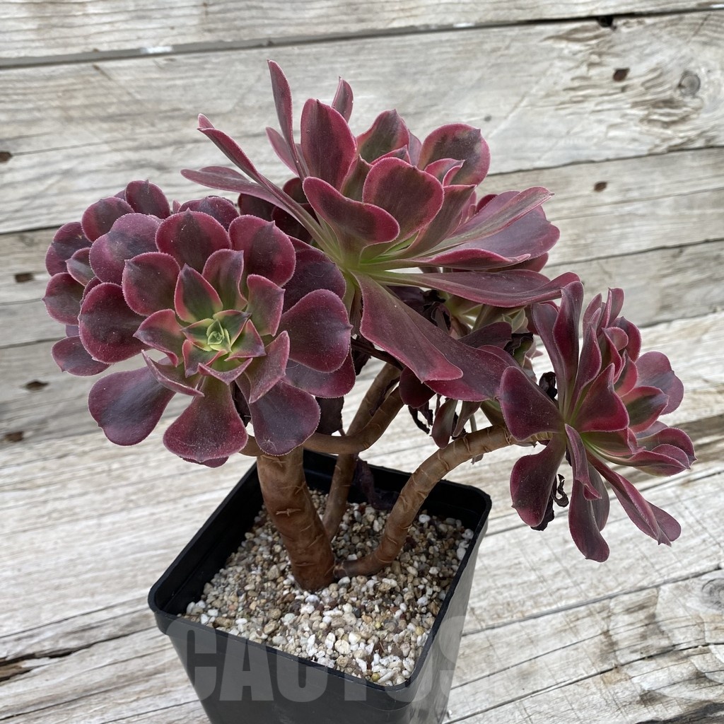 SH19038 Aeonium ‘Red/Pink Witch’ - Image 2