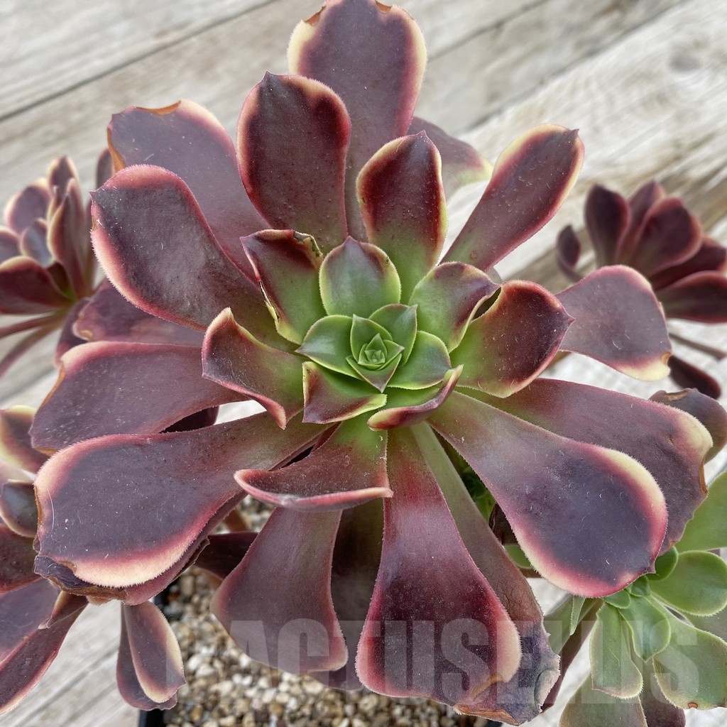 SH19041 Aeonium ‘Superbang’