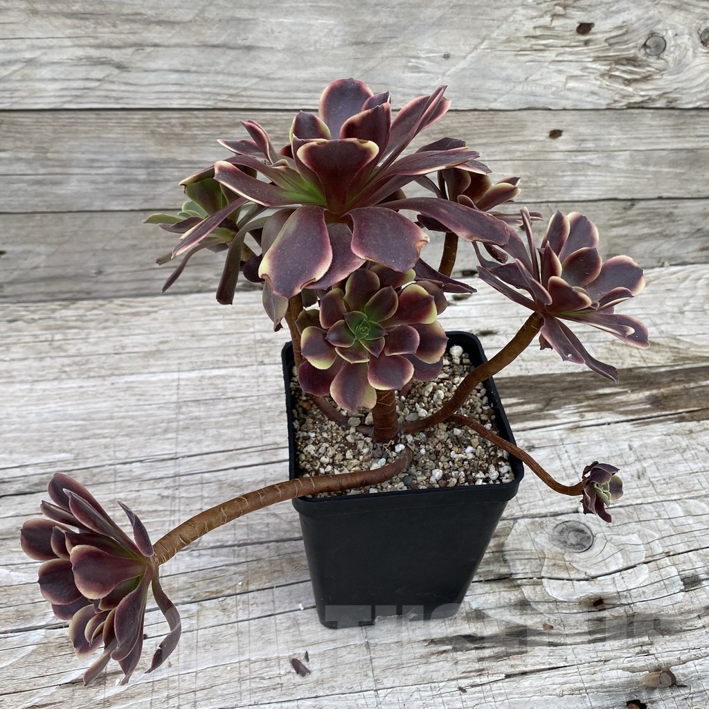 SH19041 Aeonium ‘Superbang’ - immagine 2