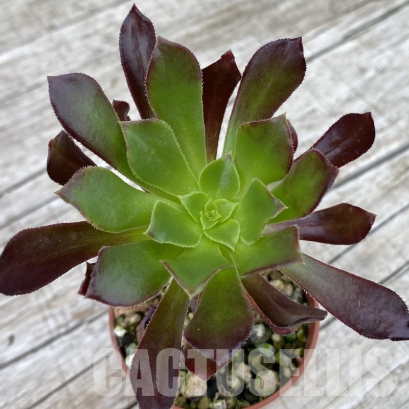 SH19045 Aeonium sp.