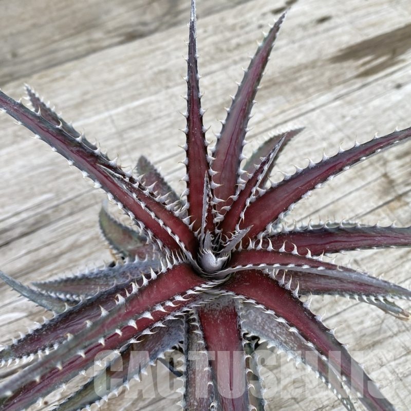 Dyckia – Cactus-online