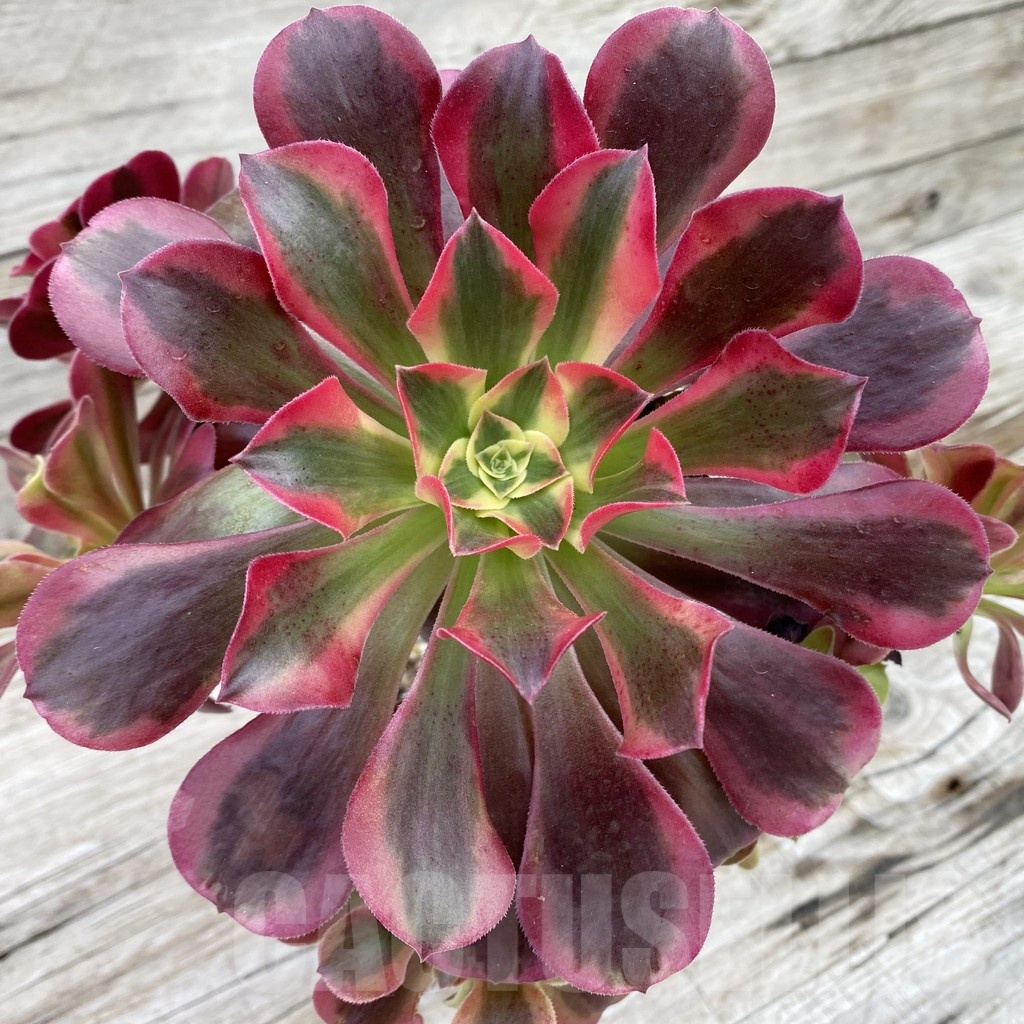SH19038 Aeonium ‘Red/Pink Witch’