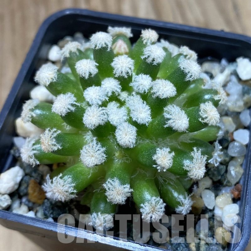 SH19053 Mammillaria plumosa ‘Snow’