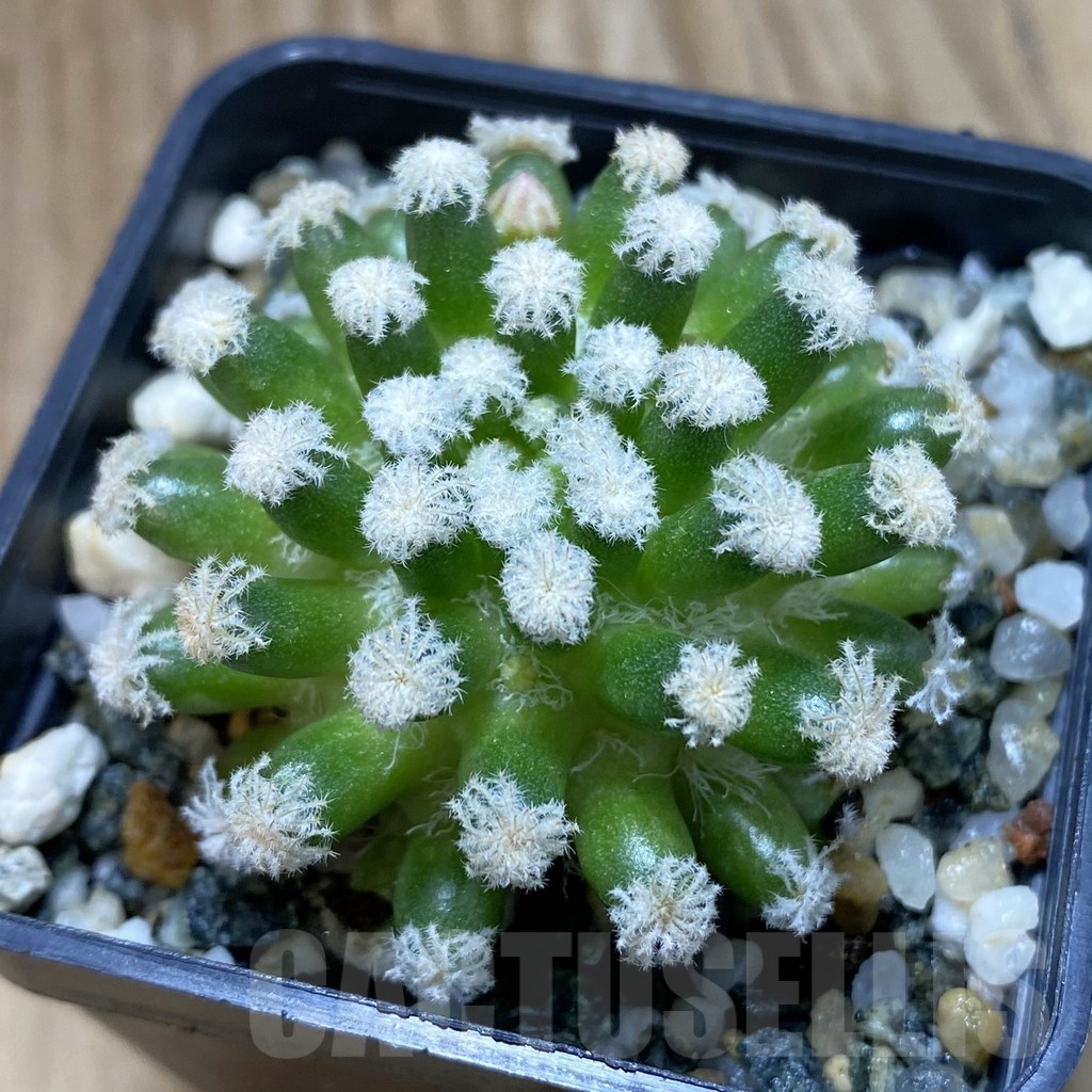 SH19053 Mammillaria plumosa ‘Snow’