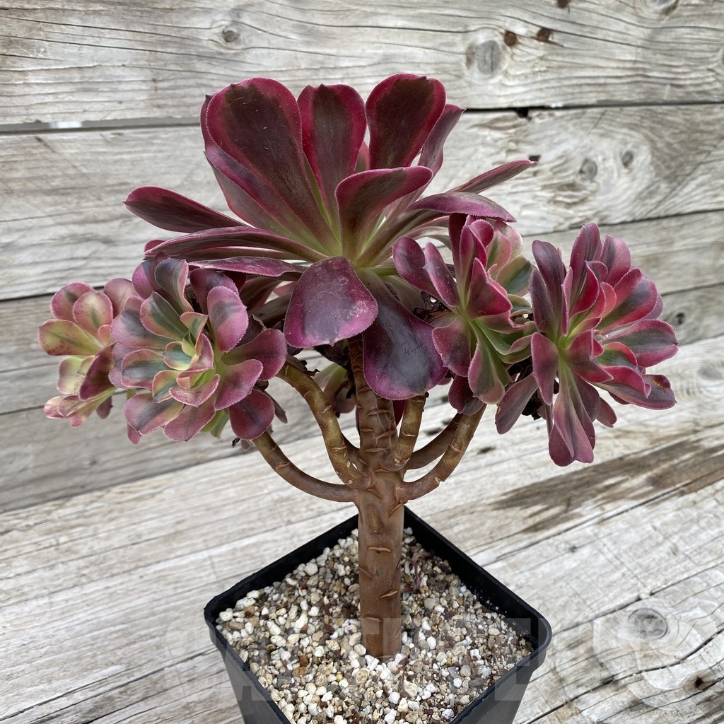 SH19038 Aeonium ‘Red/Pink Witch’ - Image 2