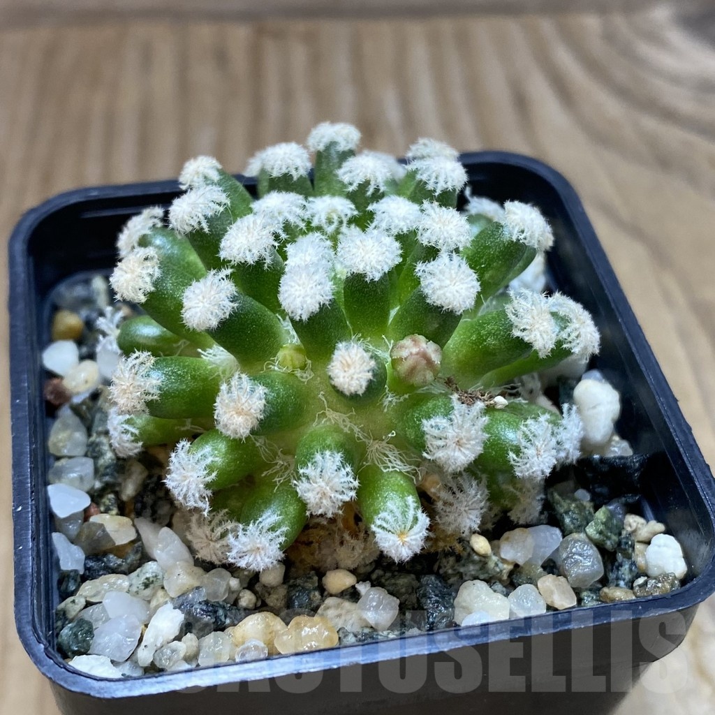 SH19053 Mammillaria plumosa ‘Snow’ - immagine 2