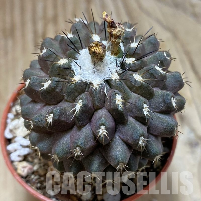SH19124 Copiapoa leonensis HR1061, grafted