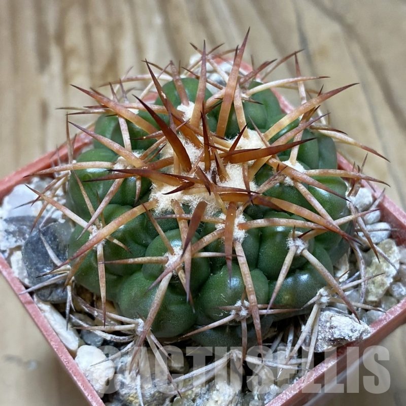 SH19157 Discocactus cangaensis MH886, own roots