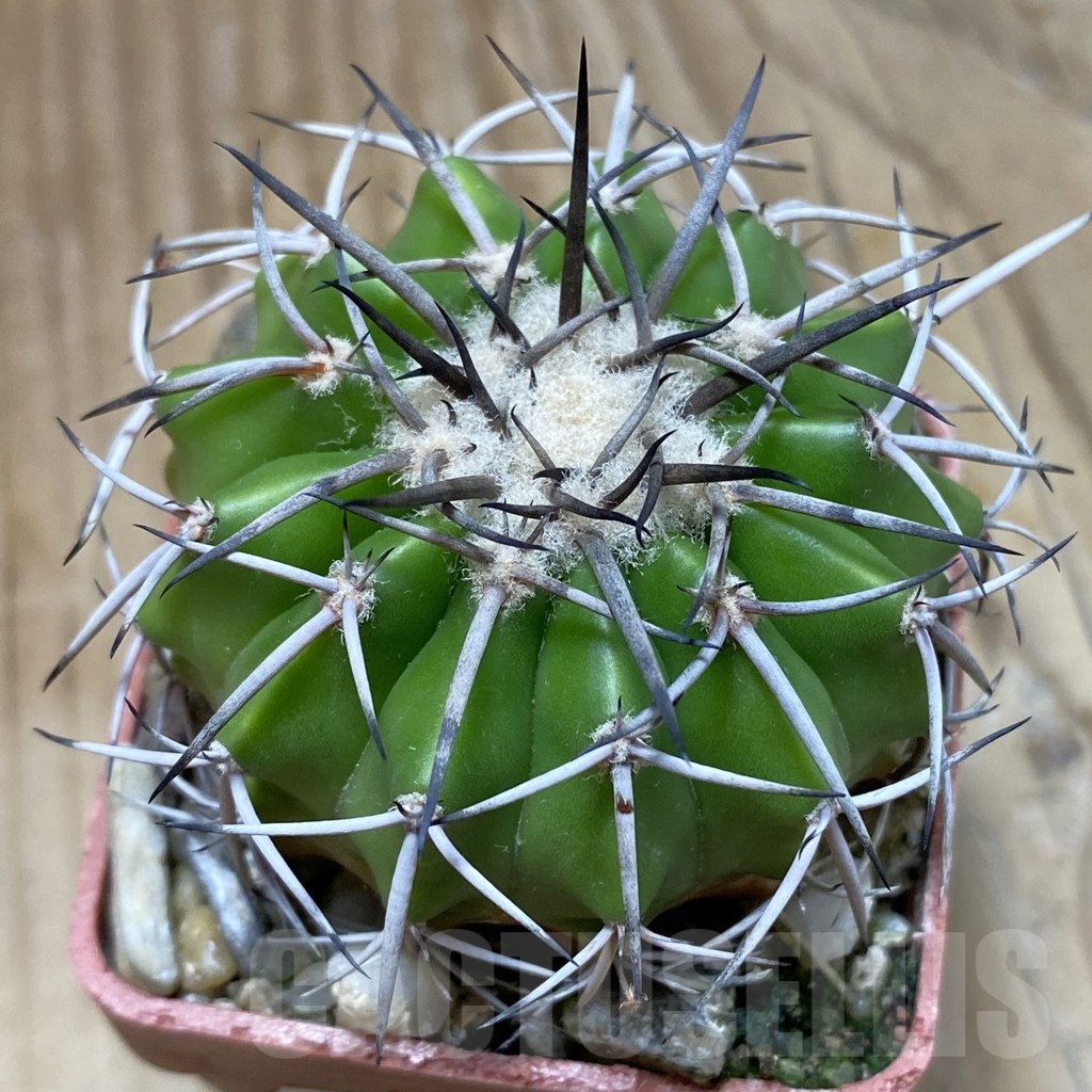 SH19160 Discocactus aff. alteolens MH 587, own roots