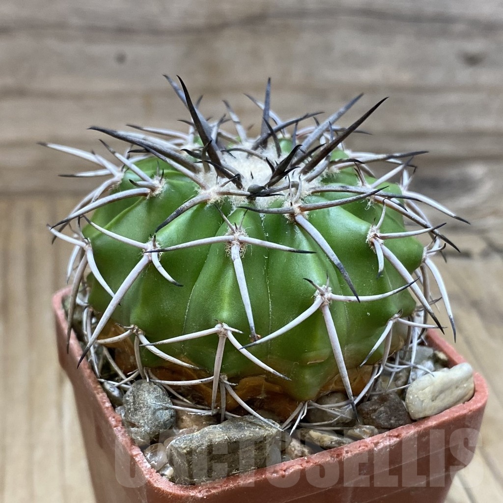 SH19160 Discocactus aff. alteolens MH 587, own roots - Imagen 2