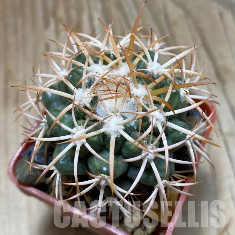 SH19163 Discocactus petr-halfari MH725, own roots