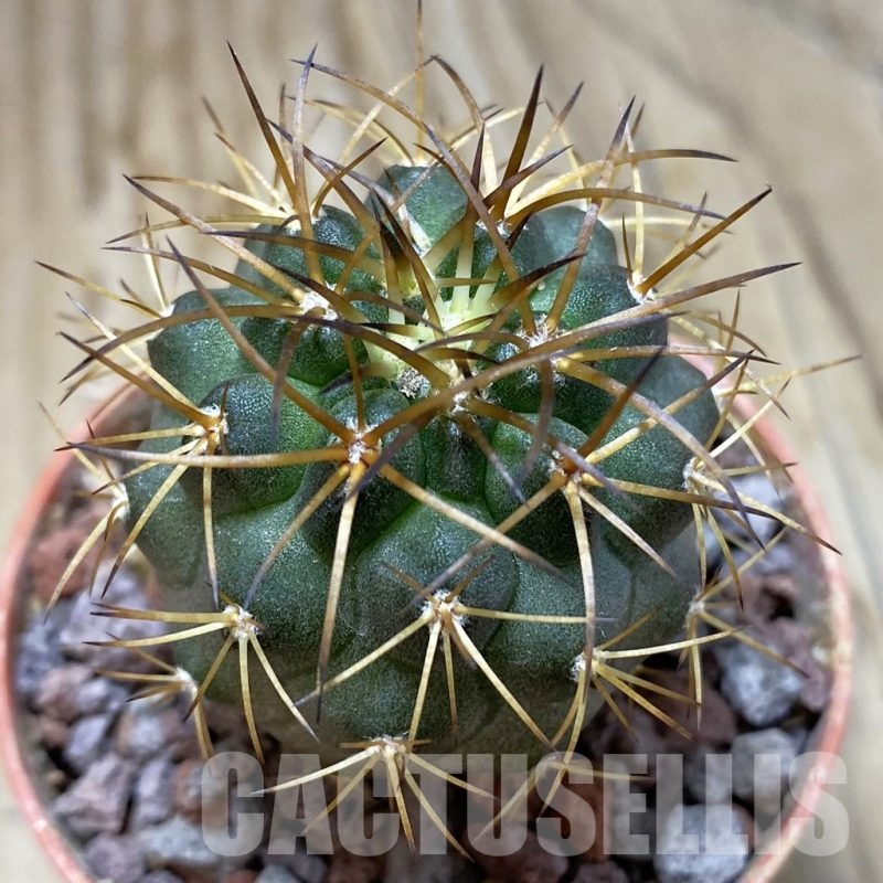 SH19125 Copiapoa schulziana SL-12-24, grafted