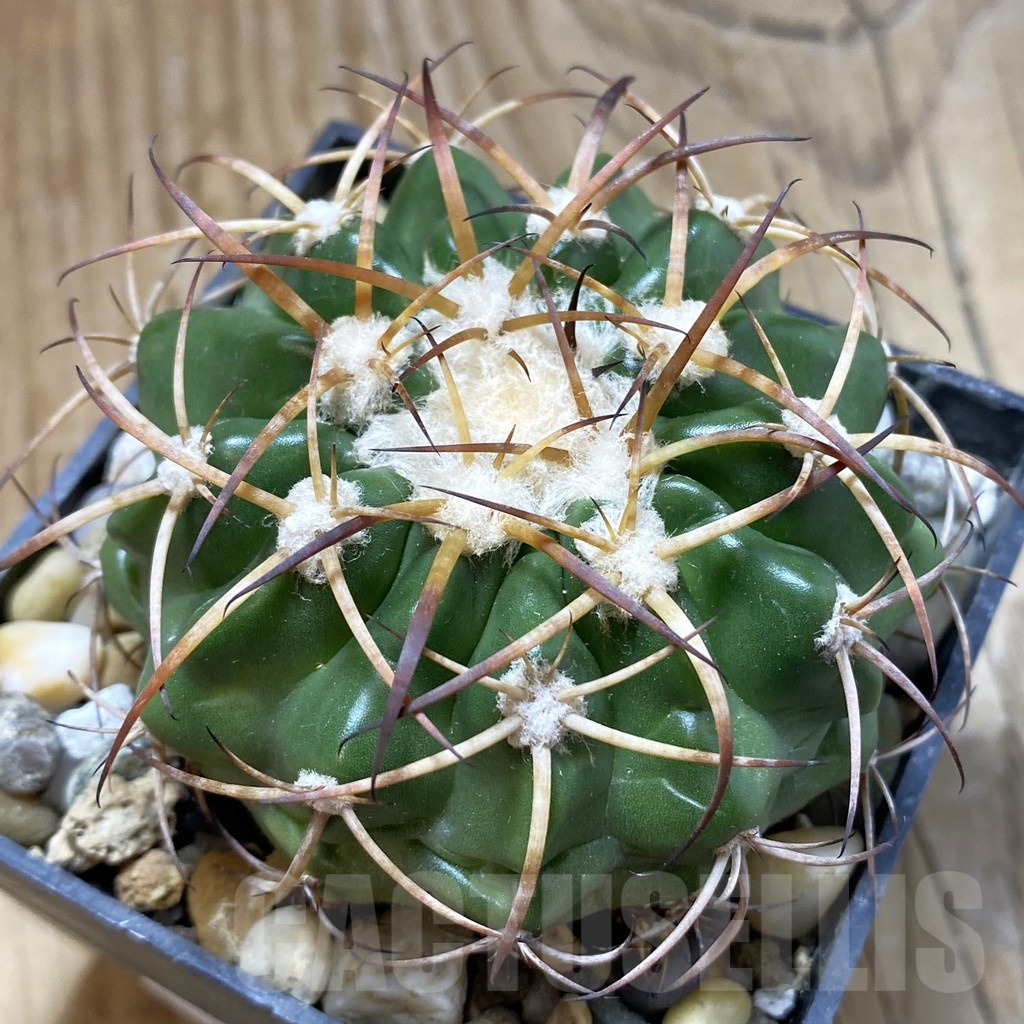 SH19167 Discocactus sp. MH909, own roots