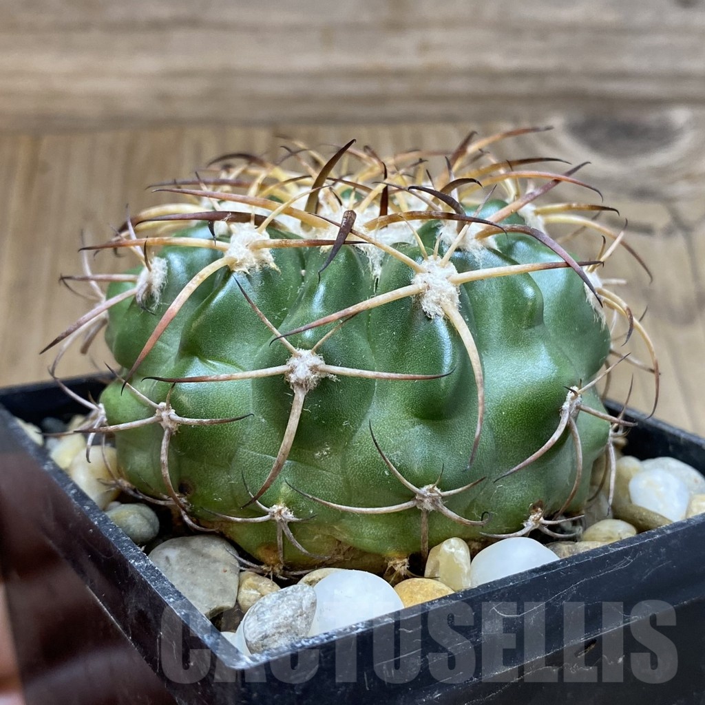 SH19167 Discocactus sp. MH909, own roots - Image 2