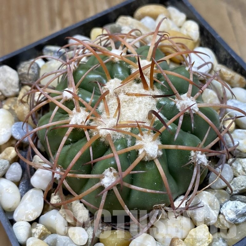 SH19169 Discocactus sp. MH722, own roots