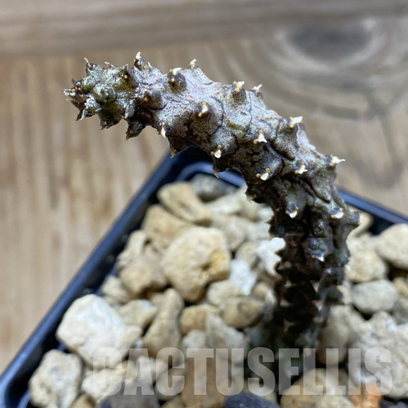 SH19172 Ceropegia stapeliiformis f. monstrosa