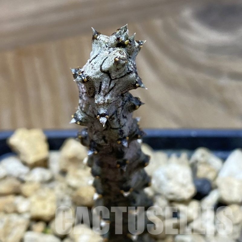 SH19173 Ceropegia stapeliiformis f. monstrosa