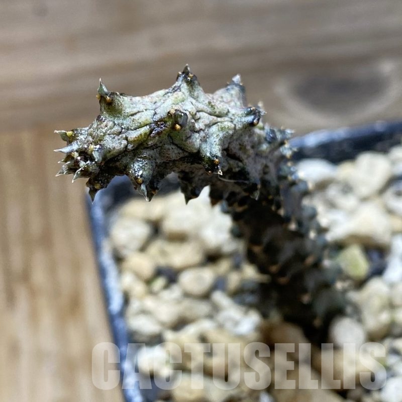 SH19174 Ceropegia stapeliiformis f. monstrosa