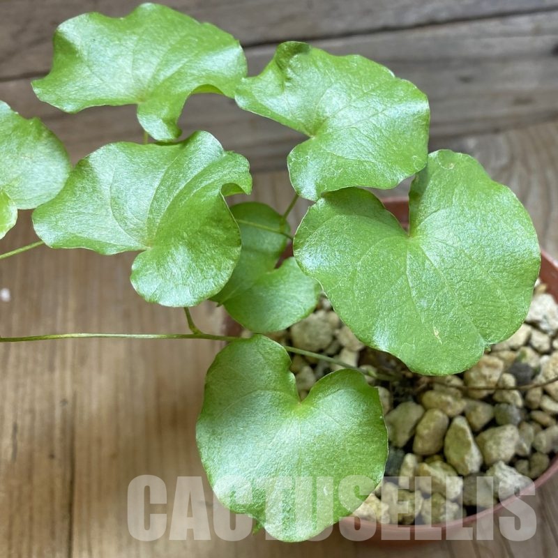 SH19177 Dioscorea elephantipes