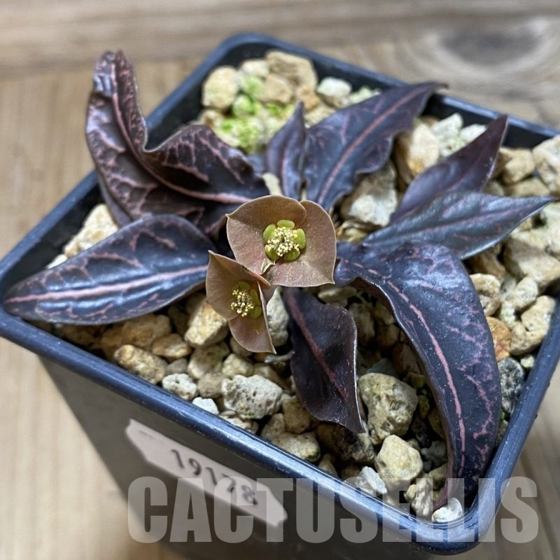 SH19178 Euphorbia francoisii hybrid