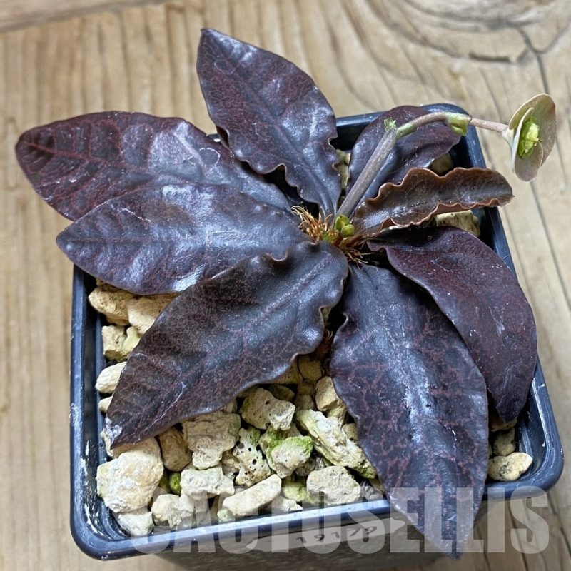 SH19179 Euphorbia francoisii hybrid