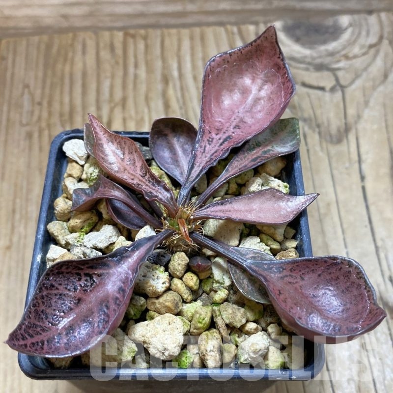 SH19180 Euphorbia francoisii hybrid