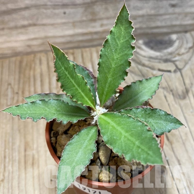 SH19181 Euphorbia suzannae-marnierae