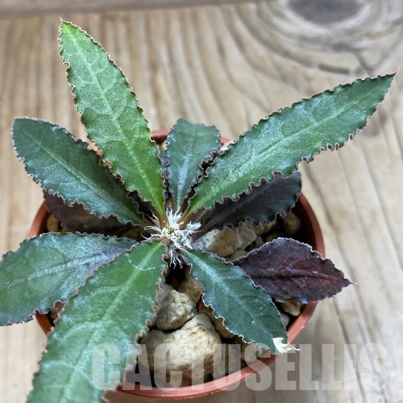 SH19182 Euphorbia suzannae-marnierae