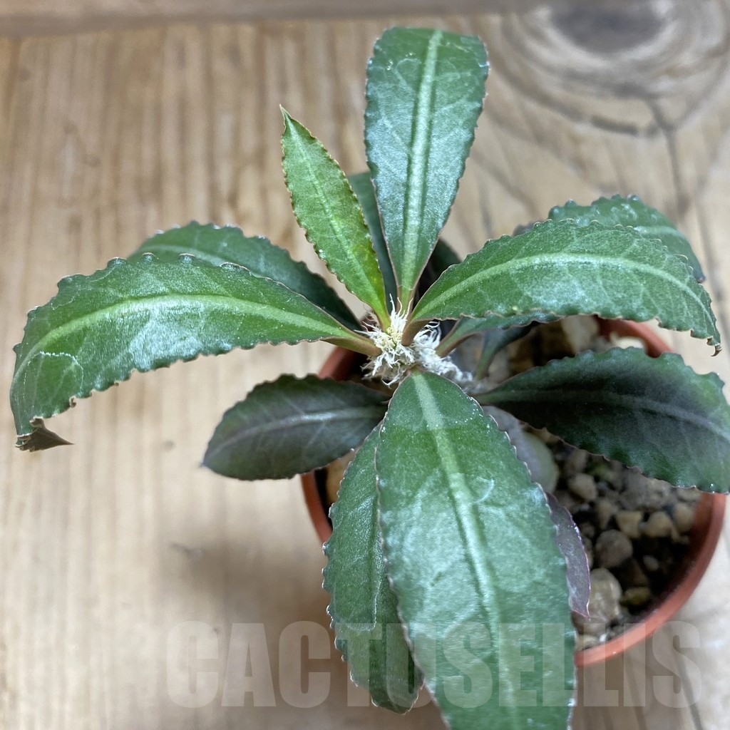 SH19183 Euphorbia suzannae-marnierae