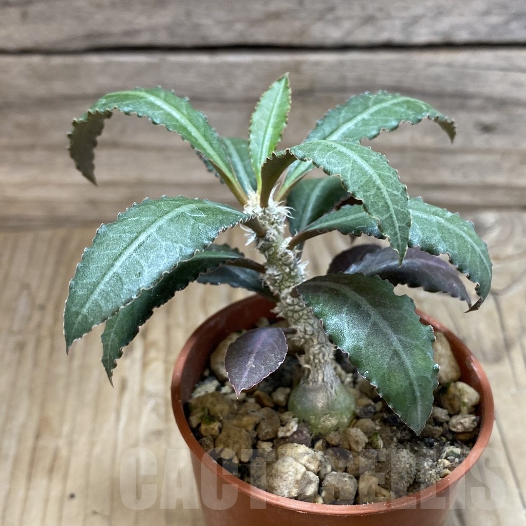 SH19183 Euphorbia suzannae-marnierae - Image 2