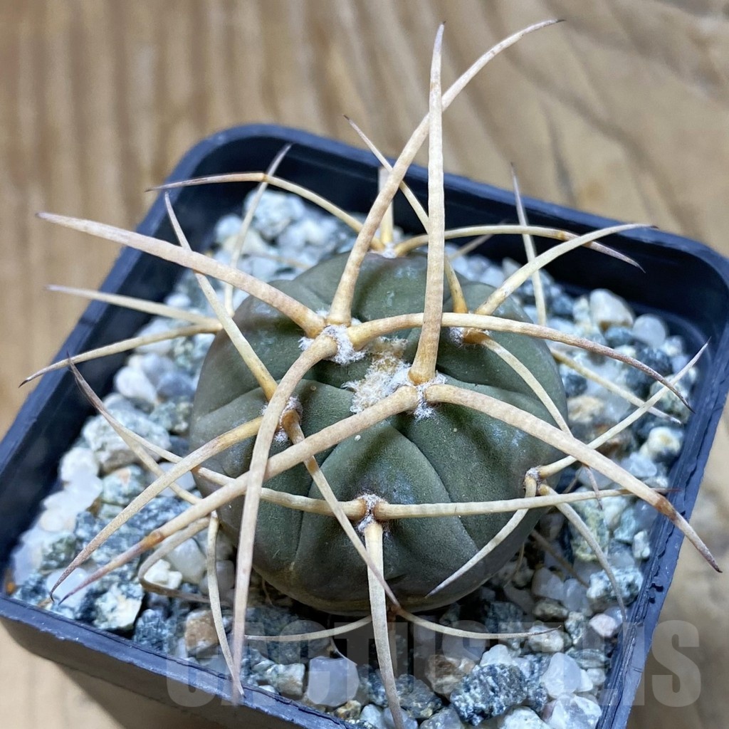 SH19185 Gymnocalycium cardenasianum v. armatum VS 300