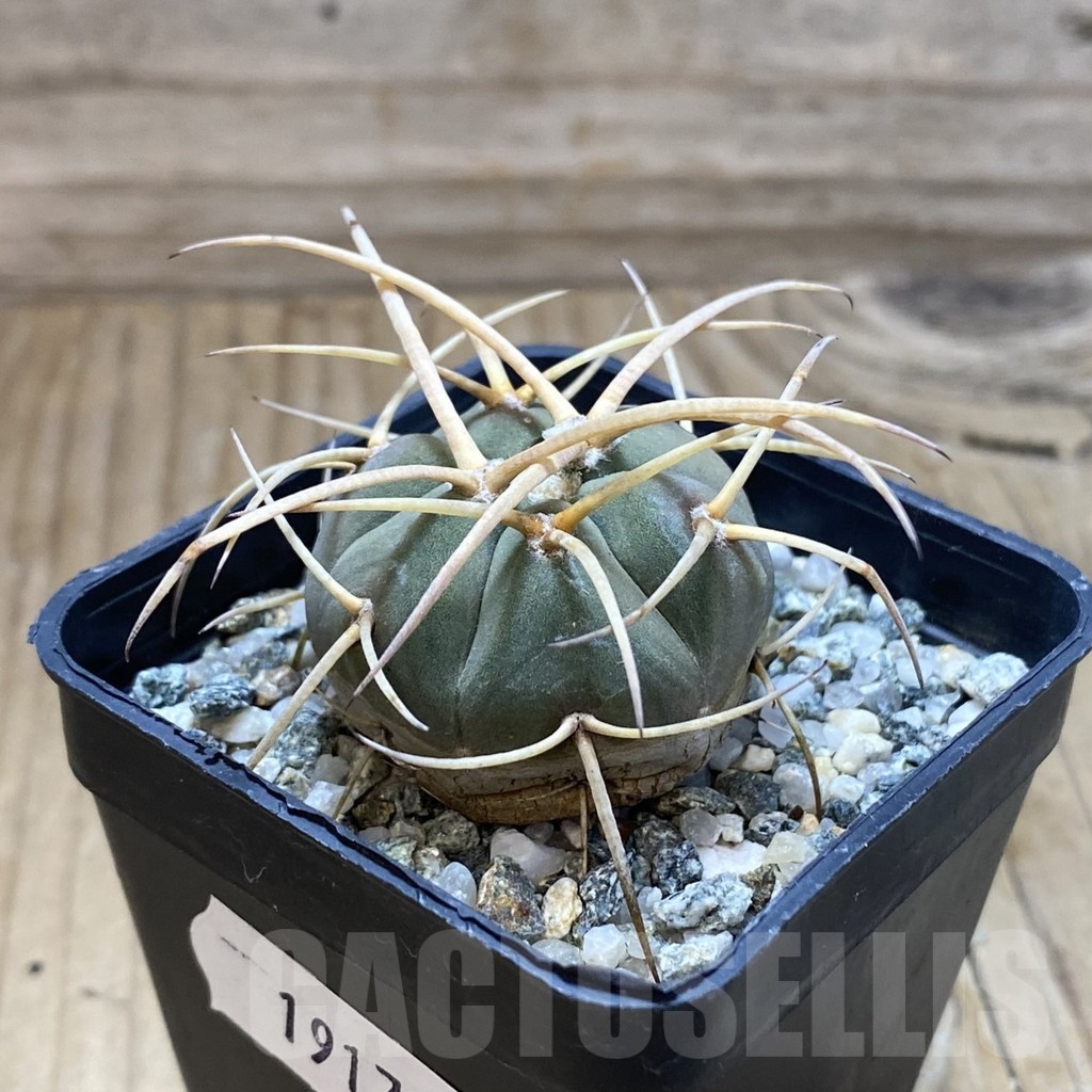 SH19185 Gymnocalycium cardenasianum v. armatum VS 300 - immagine 2