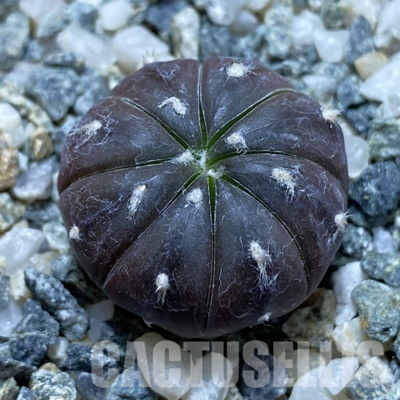 SH19186 Astrophytum asterias ‘Purple Skin’