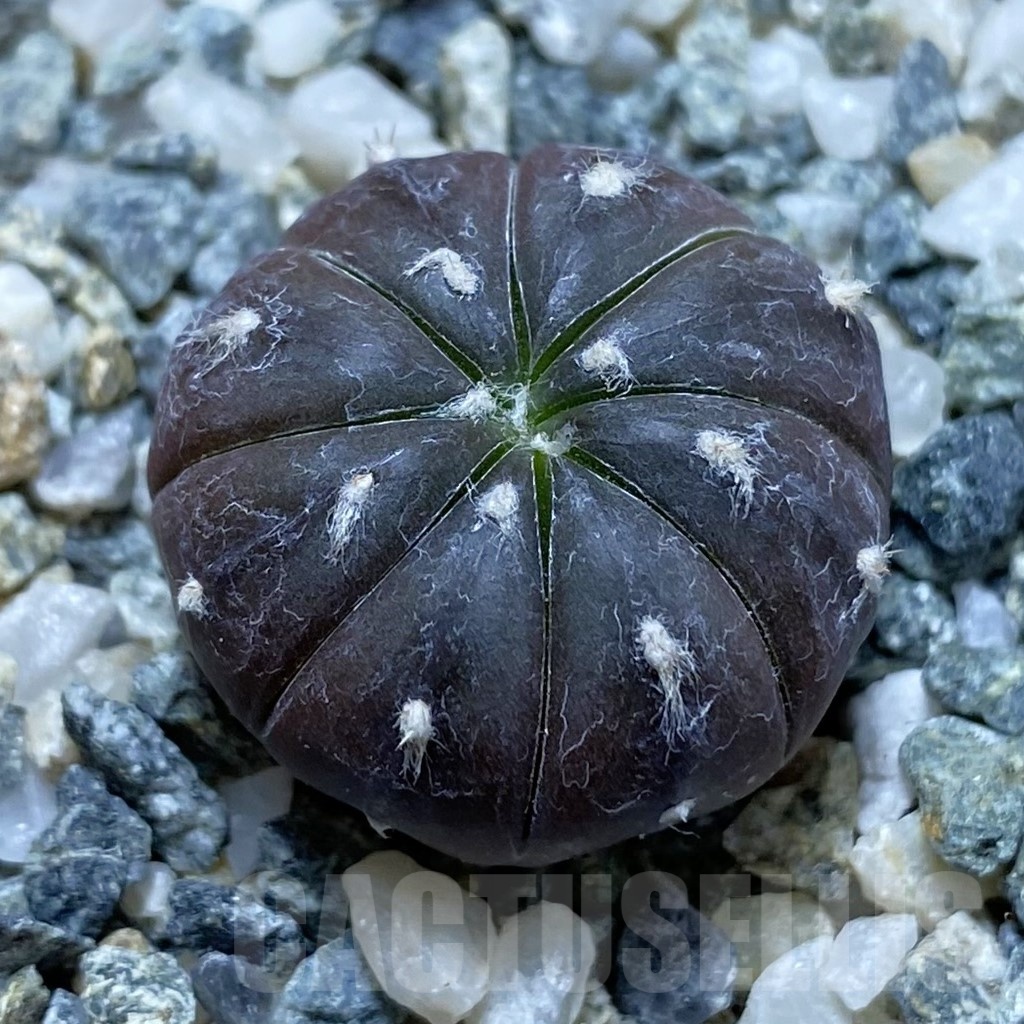 SH19186 Astrophytum asterias ‘Purple Skin’