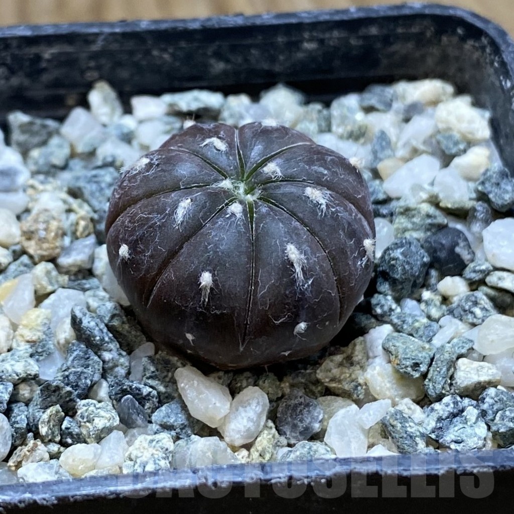 SH19186 Astrophytum asterias ‘Purple Skin’ - Зображення 2