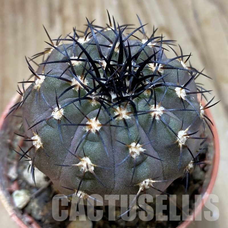 SH19128 Copiapoa calderana SL-19-24, grafted