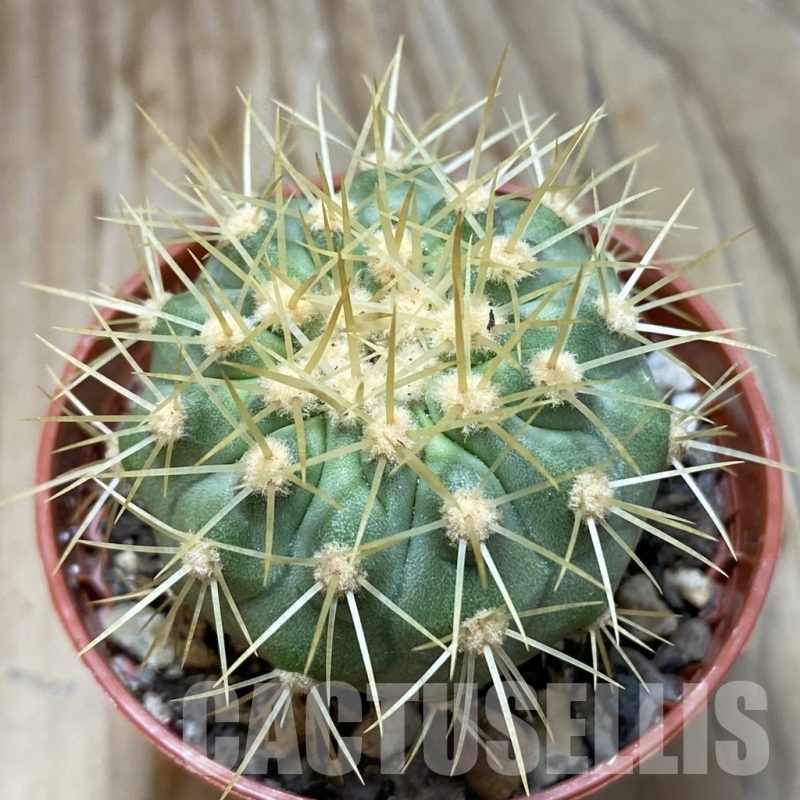 SH19129 Copiapoa gigantea SI-39-24, grafted