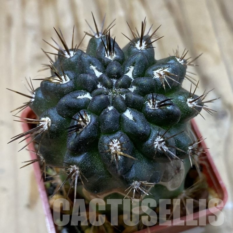 SH19130 Pyrrhocactus sp. PL129 B, grafted