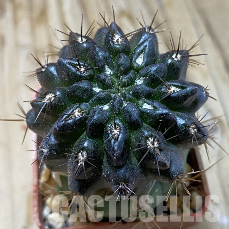 SH19131 Pyrrhocactus sp. PL129, grafted